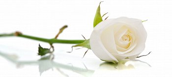 Scrivere, pubblicare, rivedere, consultare.